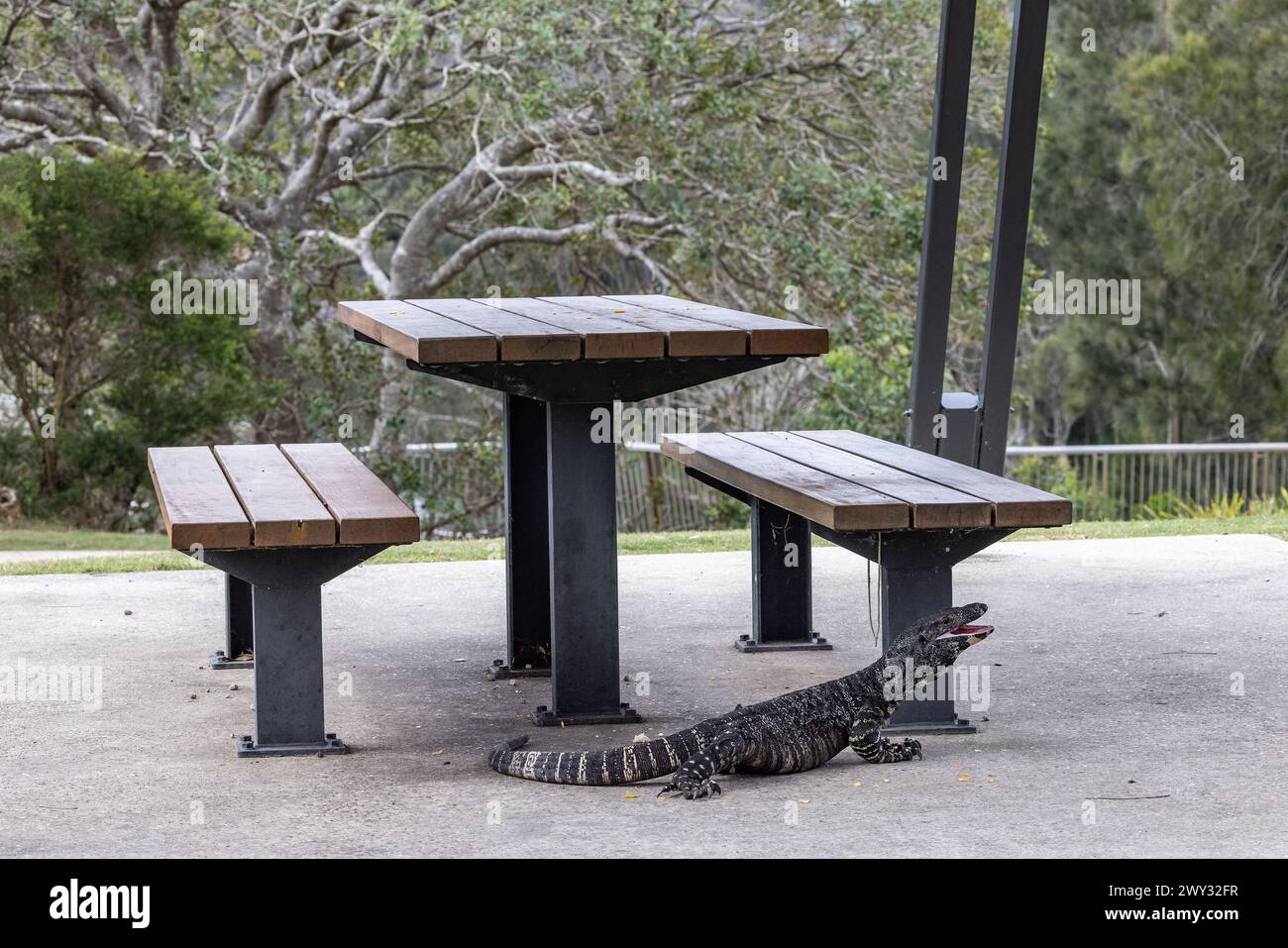 Australian Lace Monitor cueille des restes de nourriture dans une aire de pique-nique d'un parc national Banque D'Images