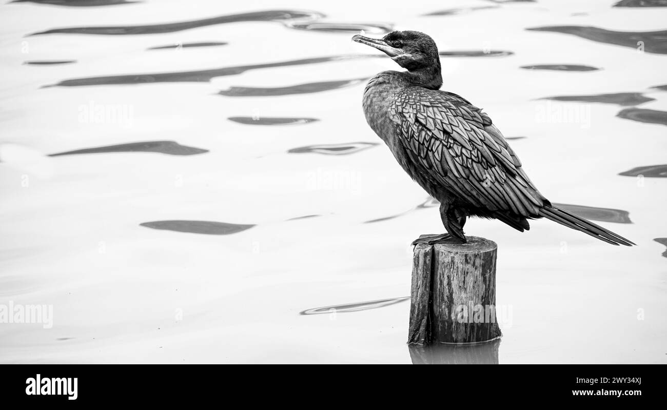 Biguá, aussi appelé cormoran, huard et miaou, perché sur une bûche de bois dans un lac, oiseau aquatique de la famille des Phalacrocoracidae, principalement bla Banque D'Images