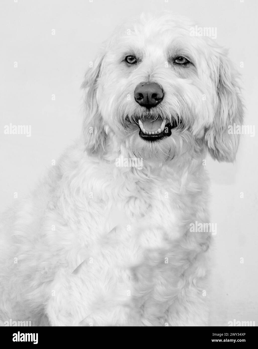 Portrait d'un chien blanc, grande taille, photo noir et blanc Banque D'Images