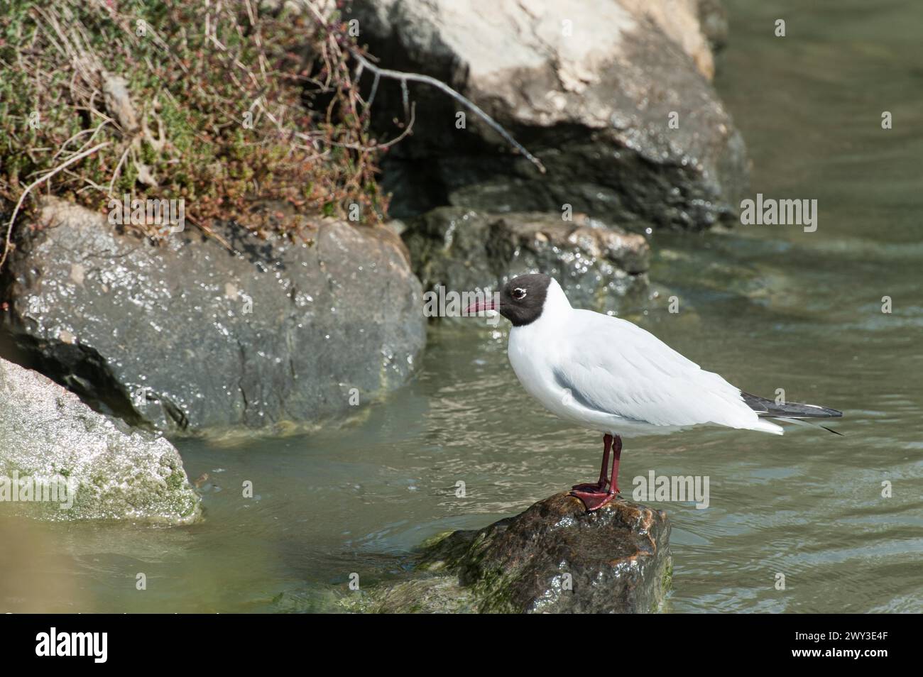 Mouette, camargue, france Banque D'Images