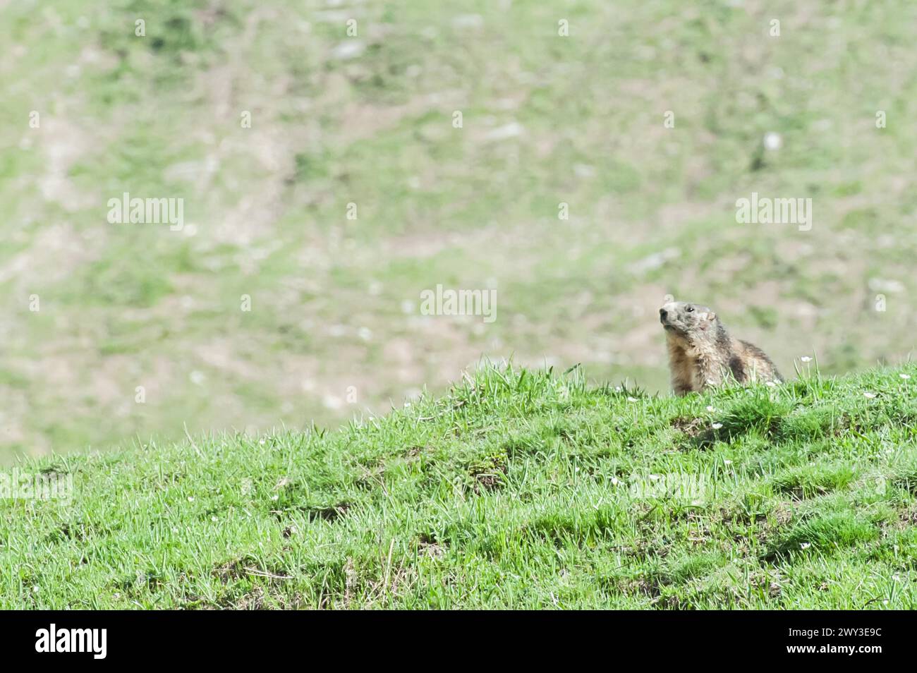 Marmotte, Marmota marmota, gran paradiso national, parc, italie Banque D'Images