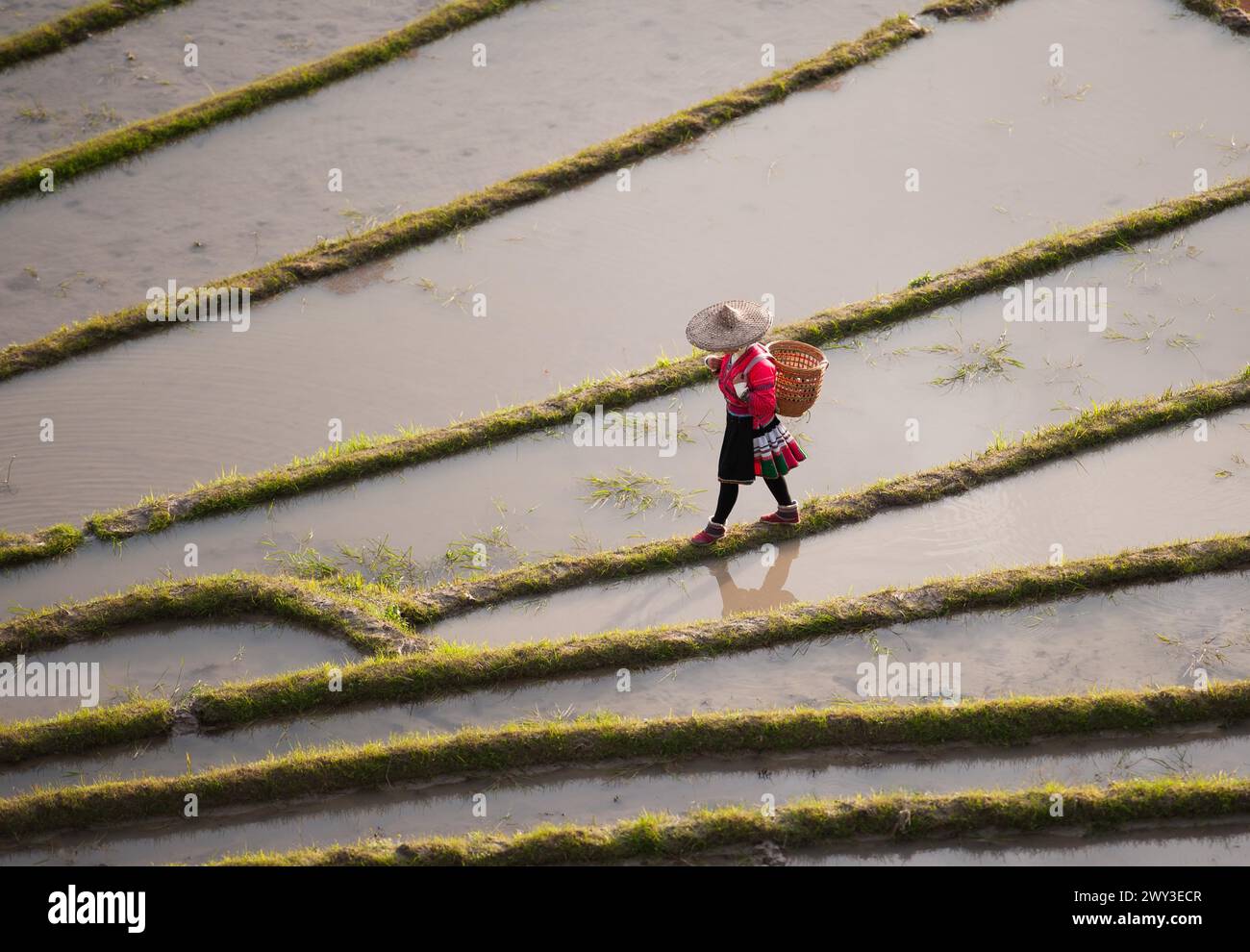Longue terrasse de riz shen, guangxi, chine Banque D'Images
