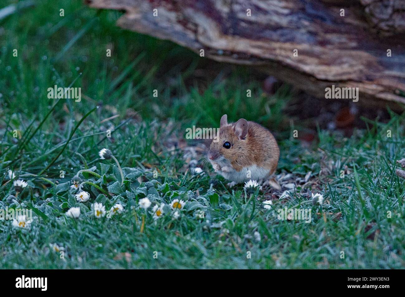 Souris en bois dans l'herbe verte à côté de Marguerite debout à gauche regardant devant le tronc d'arbre Banque D'Images