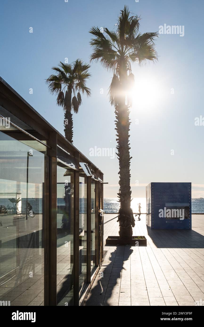 Promenade dans le vieux port avec des palmiers à Barcelone, Espagne Banque D'Images