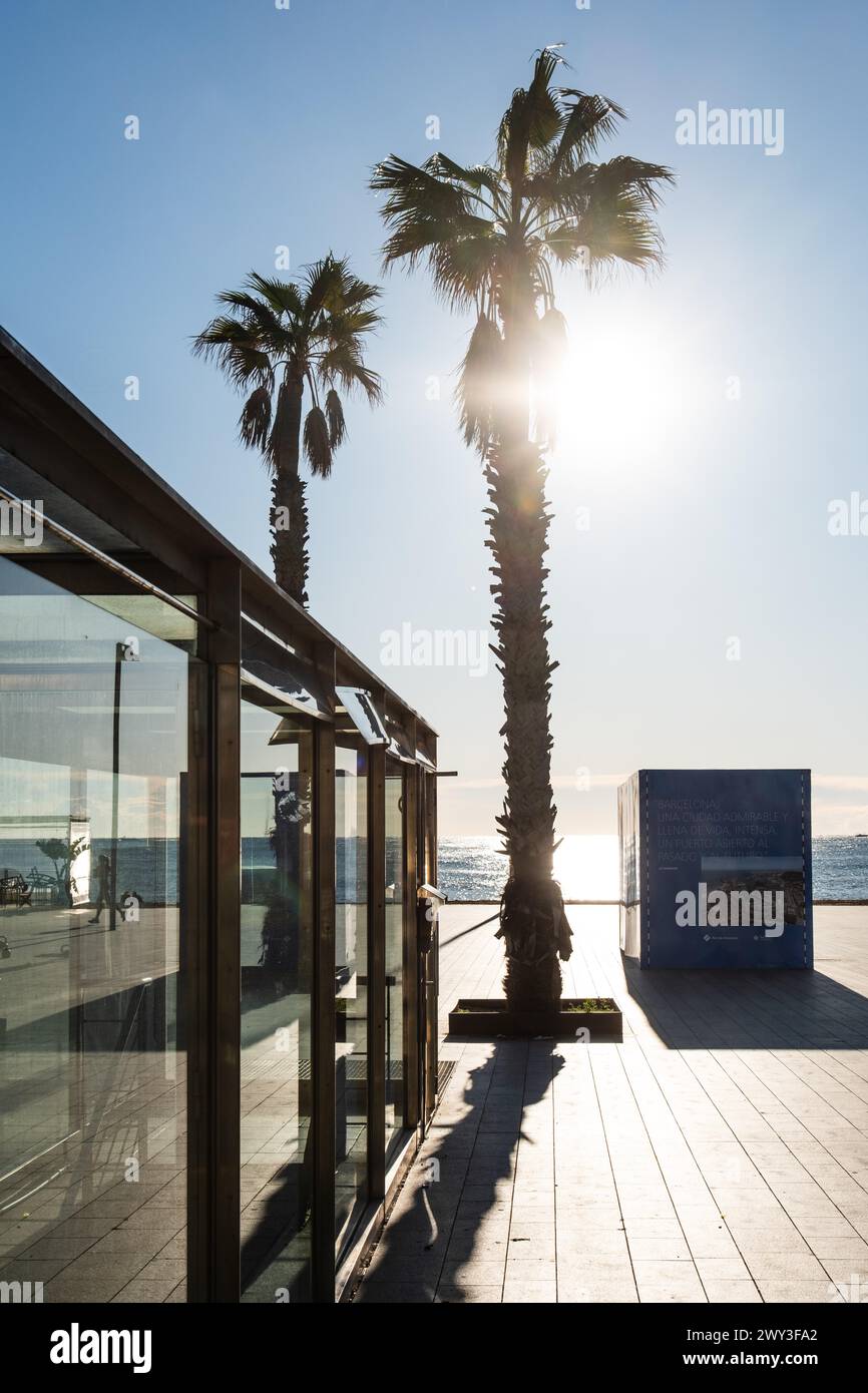 Promenade dans le vieux port avec des palmiers à Barcelone, Espagne Banque D'Images