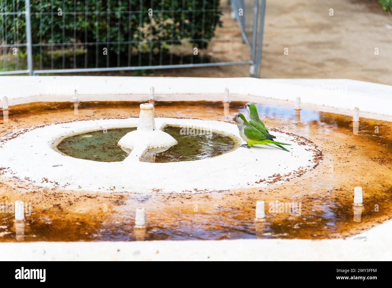 Oiseaux buvant à l'embouchure d'un puits désaffecté en raison de la pénurie d'eau à Barcelone, Espagne Banque D'Images