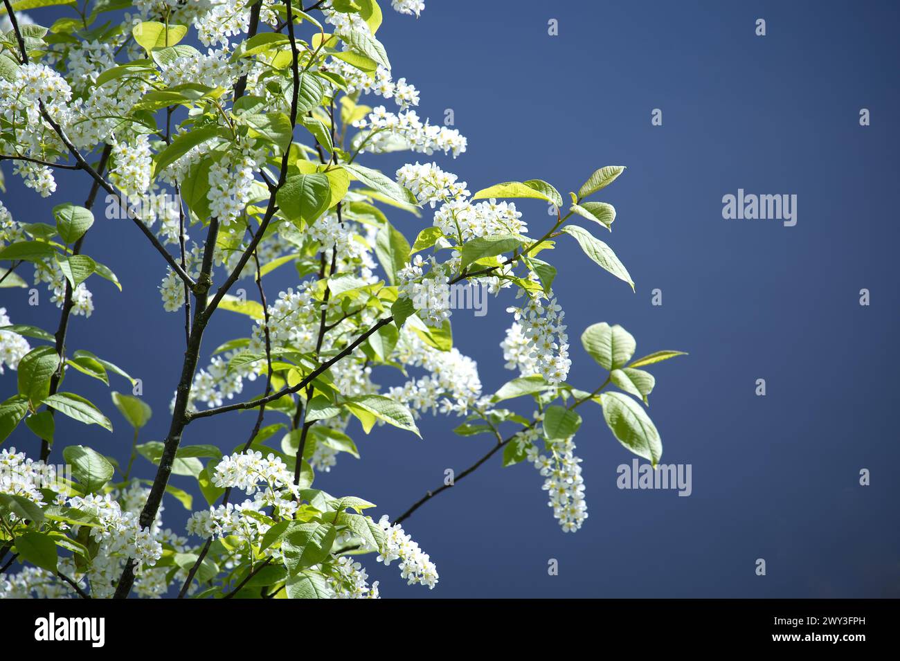 Cerisier d'oiseau avec des branches couvertes de petites fleurs blanches contre un ciel bleu clair Banque D'Images
