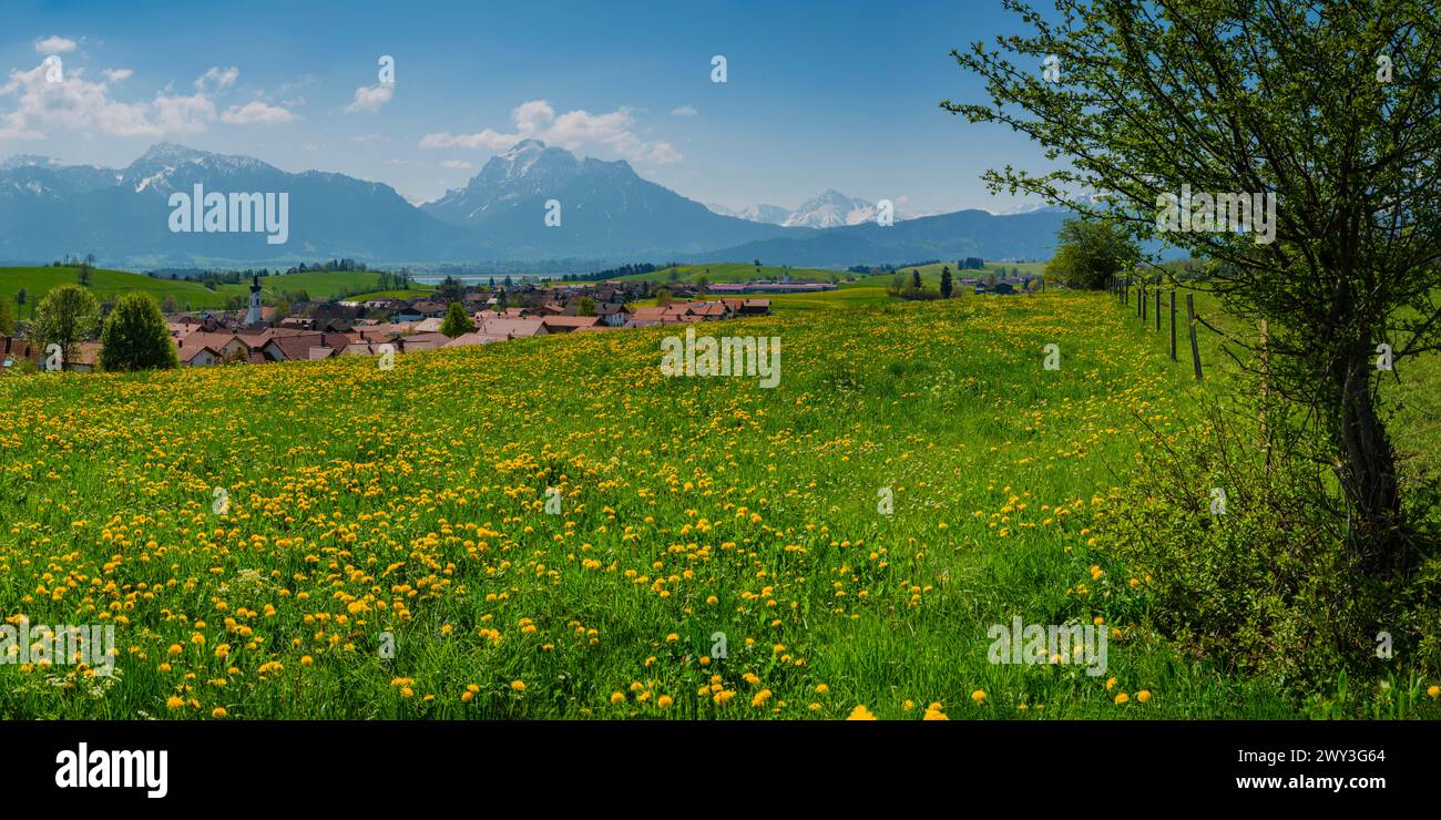 Pissenlit commun (Taraxacum sect. Ruderalia) au printemps, prairie près de Rieden am Forggensee, Ostallgaeu, Allgaeu, Bavière, Allemagne Banque D'Images