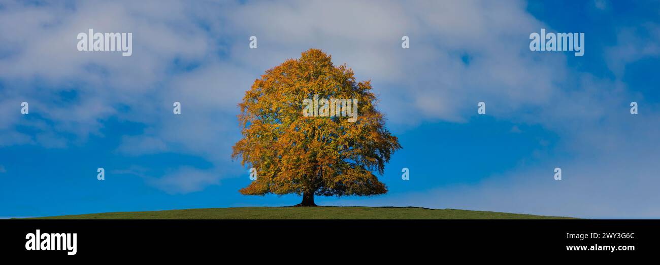 Hêtre commun (Fagus sylvatica), en automne, arbre solitaire près de Rieden am Forggensee, Ostallgaeu, Allgaeu, Bavière, Allemagne Banque D'Images