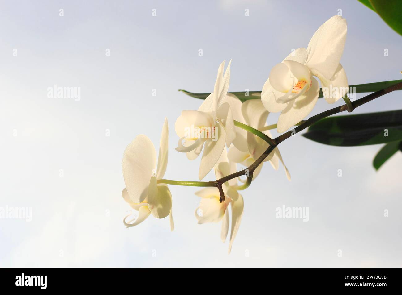 Orchidée blanche (Phalaenopsis), fleur, Rhénanie du Nord-Westphalie, Allemagne Banque D'Images