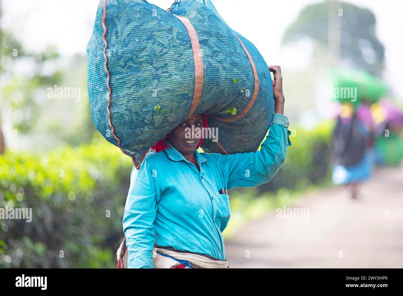 Cueilleur de thé indien portant un grand sac de feuilles de thé sur sa tête, Munnar, Kerala, Inde Banque D'Images