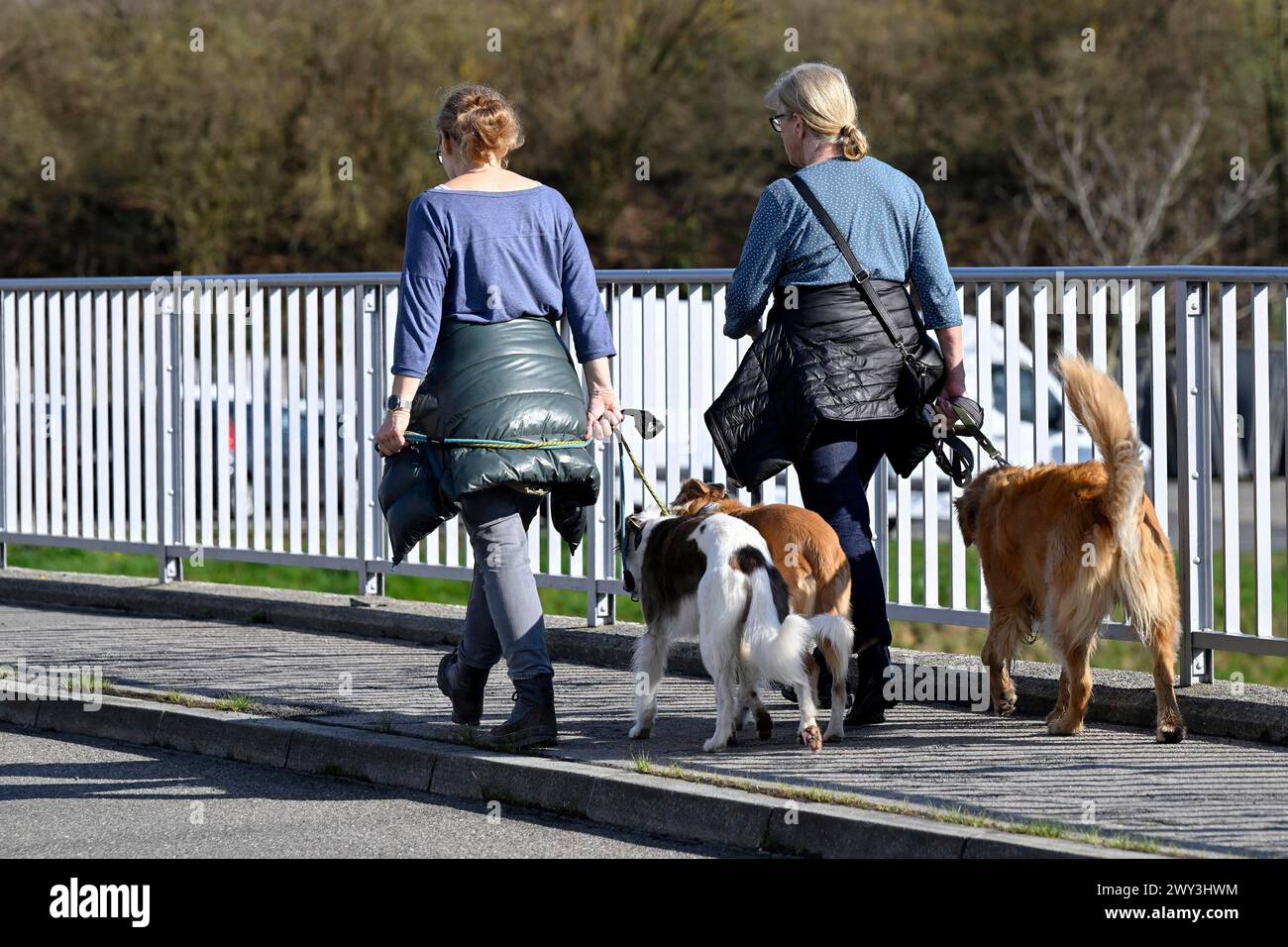 Promenez-vous les chiens de femme Banque D'Images