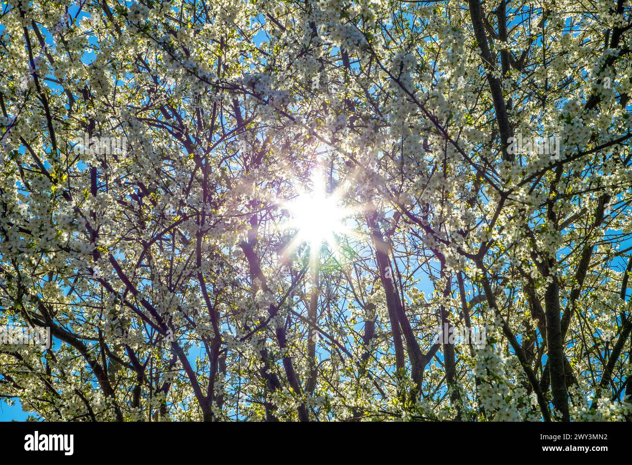 Une vue panoramique de branches avec des fleurs de prunes blanches contre un ciel bleu Banque D'Images