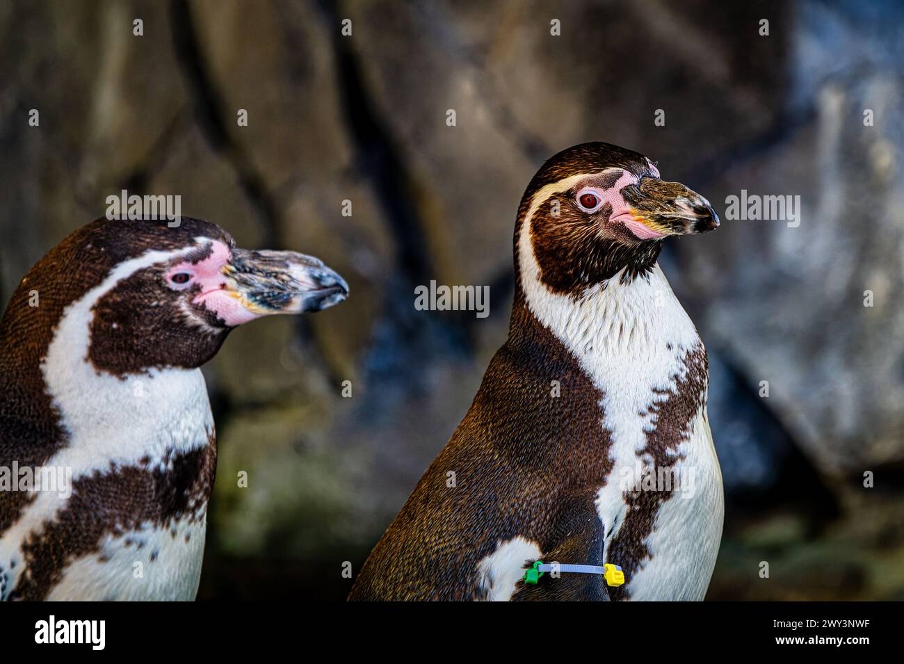 Deux pingouins à côté d'un mur rocheux dans un zoo Banque D'Images