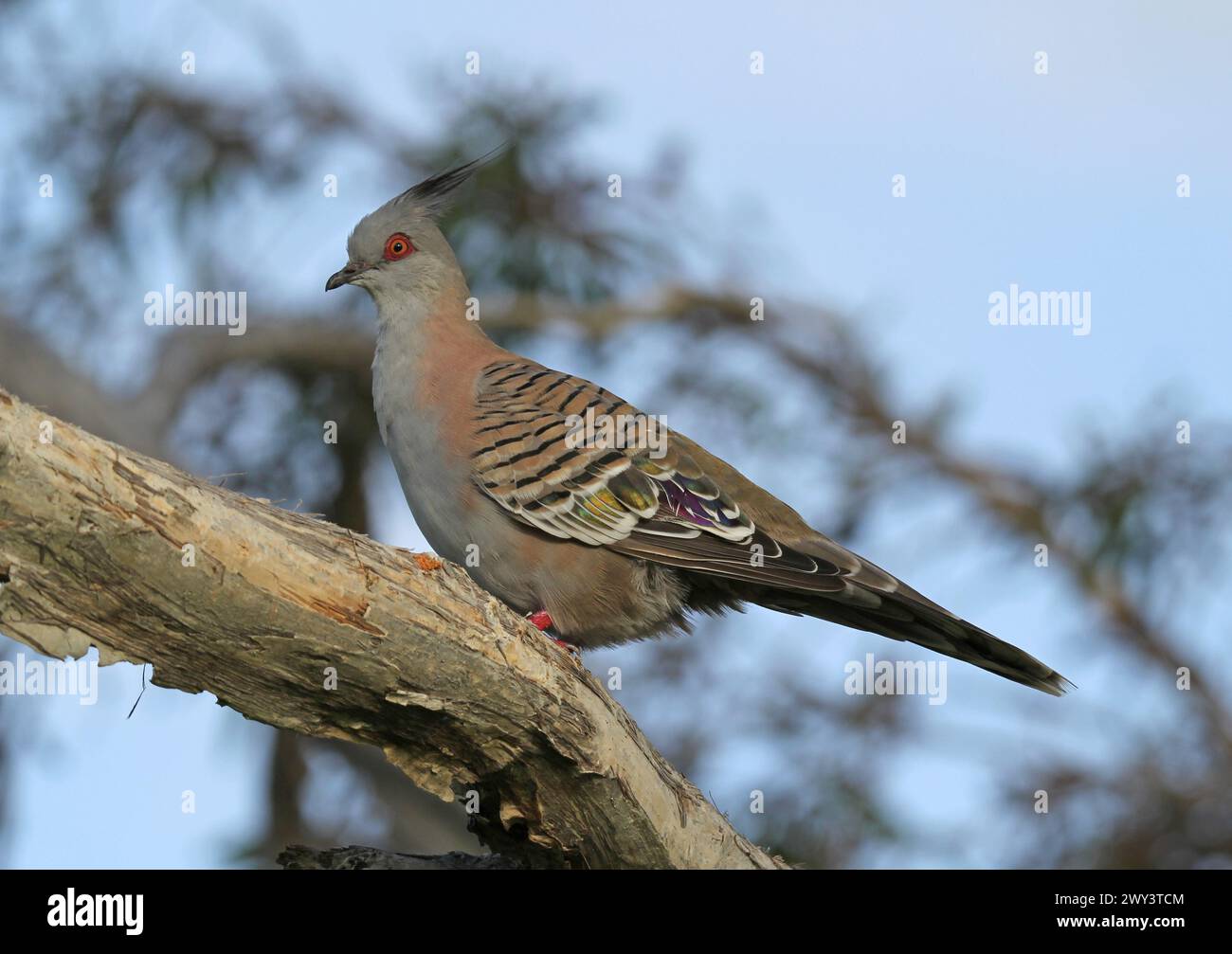 Pigeon à crête assis sur une branche d'arbre Banque D'Images