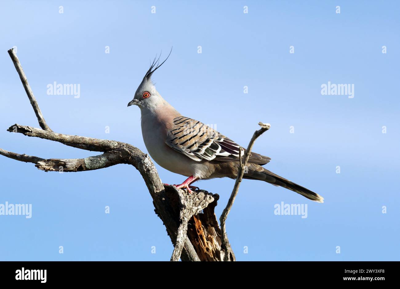 Pigeon à crête assis dans un arbre Banque D'Images