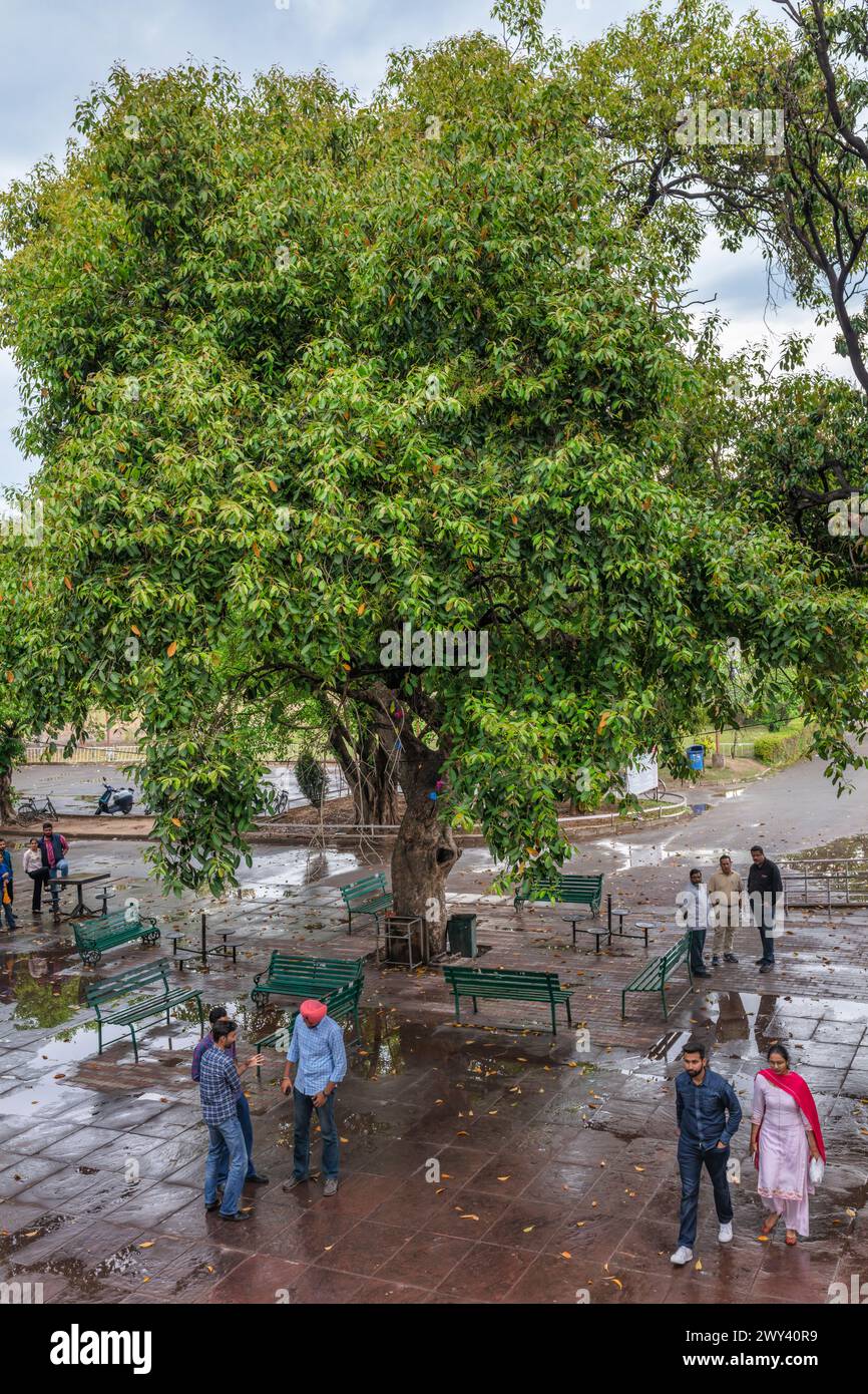 People unser tree, Student Centre, Panjab University, Chandigarh, Inde Banque D'Images