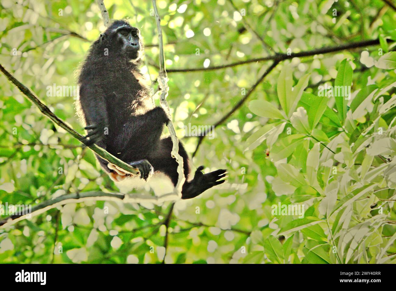 Un macaque à crête noire Sulawesi (Macaca nigra) est assis sur une liane, alors qu'il fait une pause dans la réserve naturelle de Tangkoko, dans le nord du Sulawesi, Indonésie.'le changement climatique est l'un des principaux facteurs affectant la biodiversité dans le monde à un rythme alarmant', selon une équipe de scientifiques dirigée par Antonio Acini Vasquez-Aguilar dans leur document de recherche publié pour la première fois en mars 2024 sur environ Monit Assess. Le changement climatique pourrait modifier la répartition géographique des espèces, y compris les espèces qui dépendent grandement du couvert forestier, ont-ils écrit. 'La hausse des températures causée par le changement climatique peut perturber... Banque D'Images