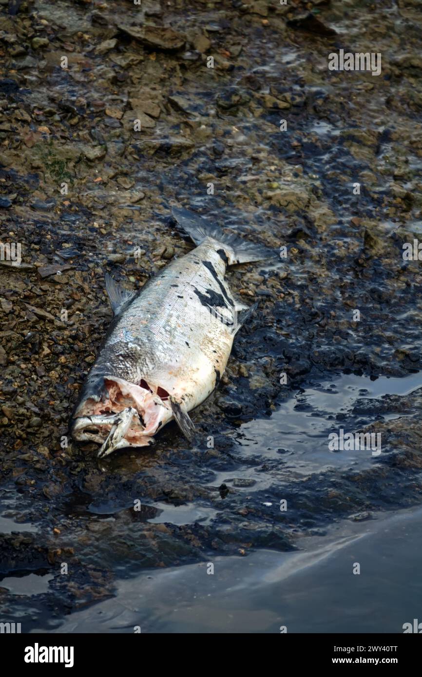 Le saumon va frayer de l'océan aux rivières du Kamchatka. Beaucoup de poissons meurent en chemin. Chum sibérien femelle (Oncorhynchus keta) tué et pecke Banque D'Images
