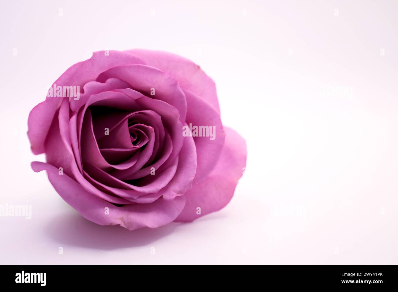 Gros plan d'une seule fleur de rose violette au centre Banque D'Images