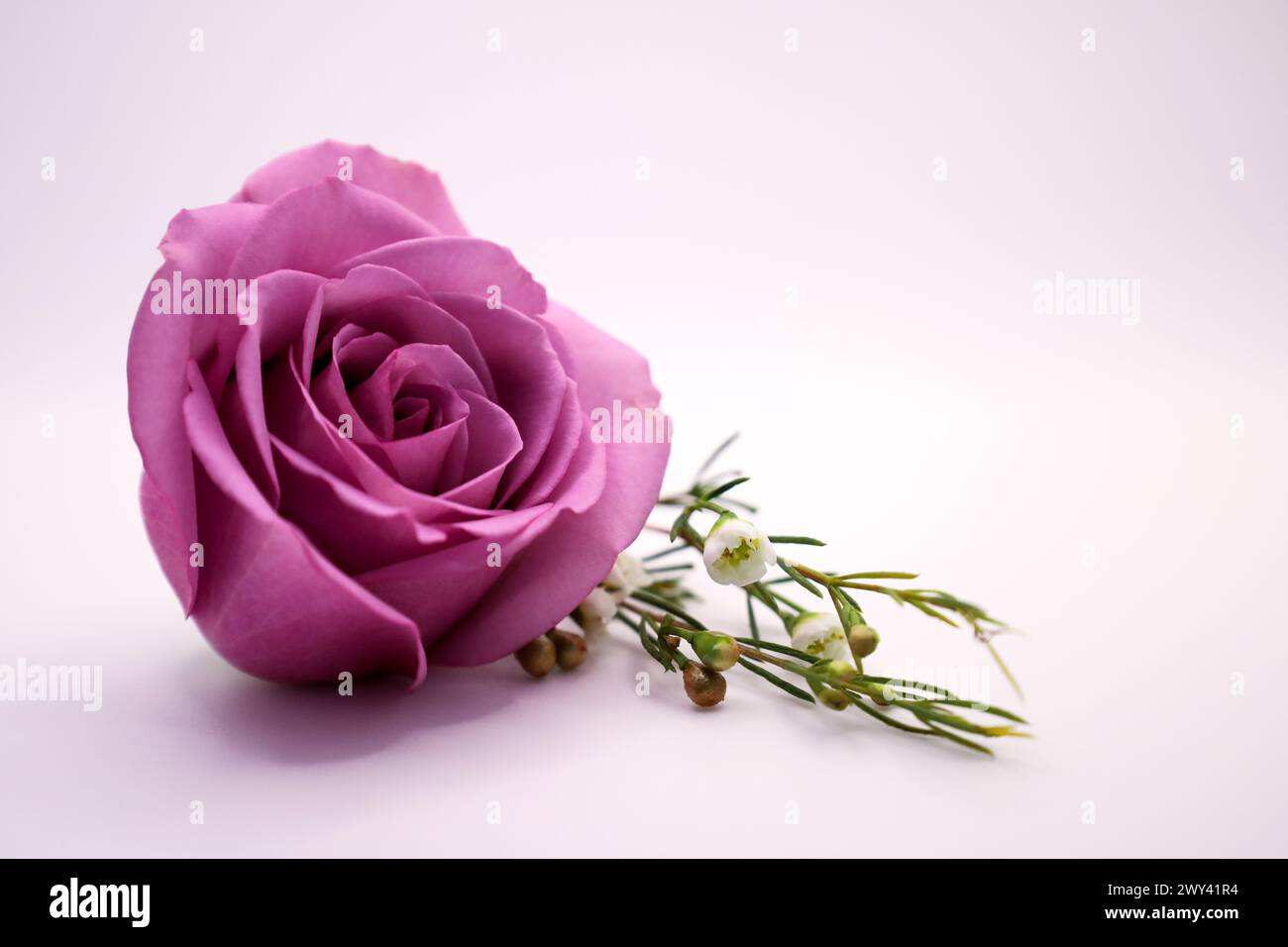 Rose violette avec pétales et tige affichés magnifiquement Banque D'Images