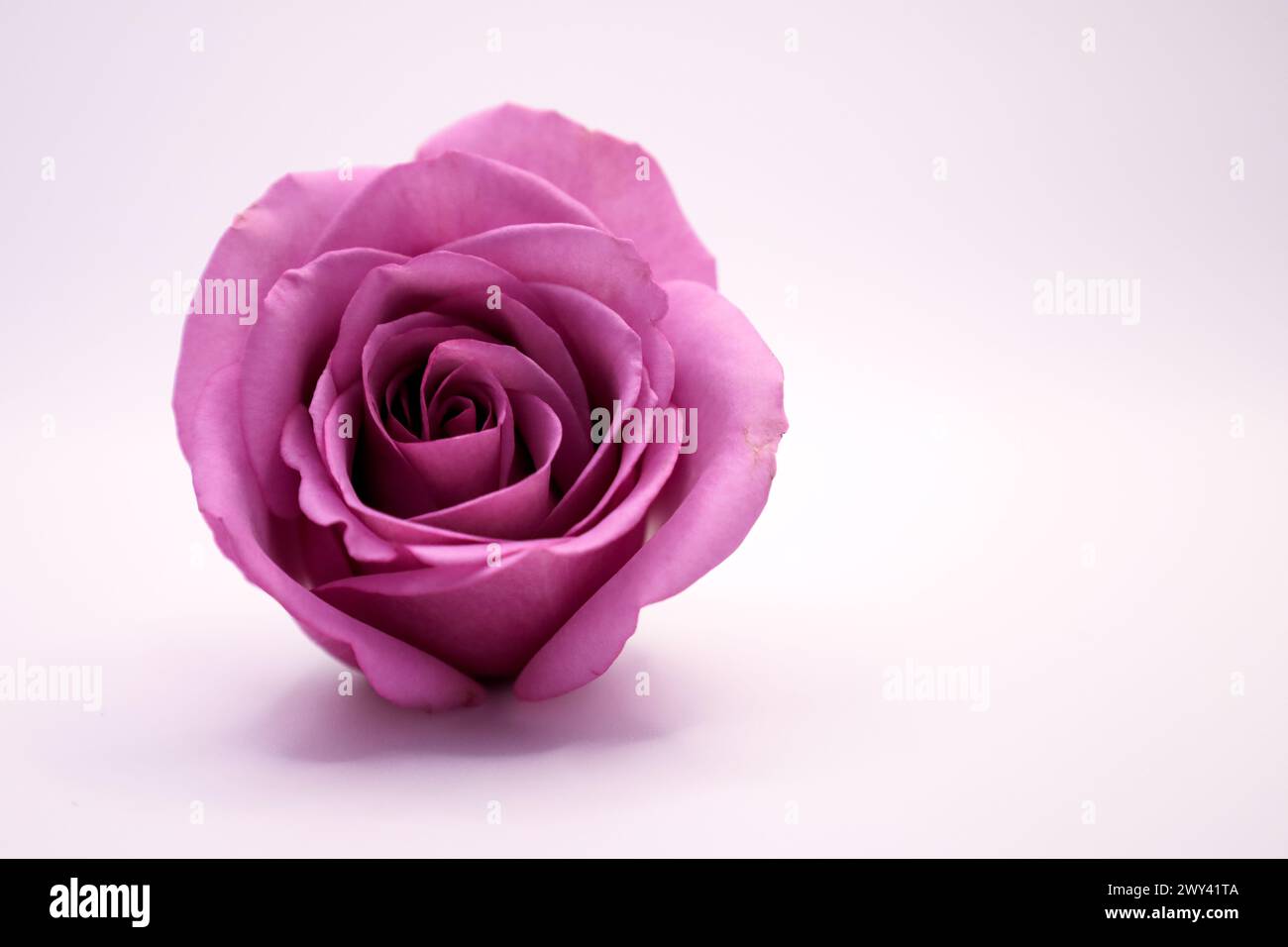 Une rose violette sur une surface de table blanche Banque D'Images