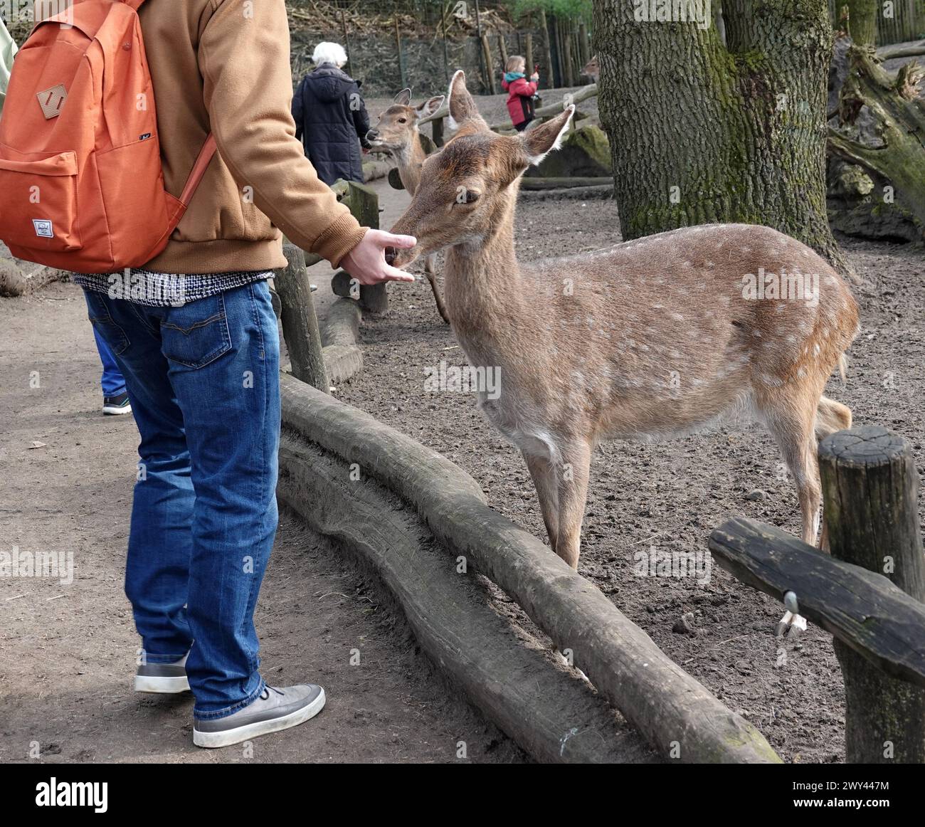 Nordhorn, Allemagne 20 mars 2024 Un homme nourrit le cerf sika dans le zoo de Nordhorn Banque D'Images