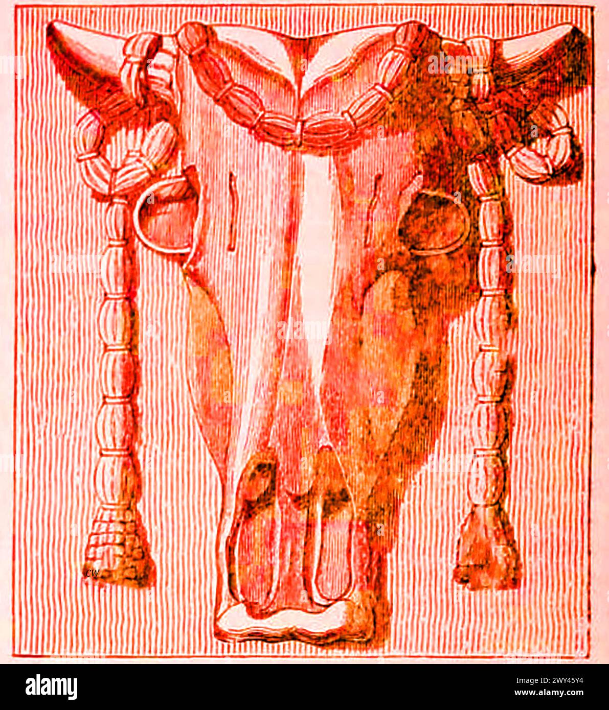 Un ancien Bucranium décoratif (crâne d'un boeuf). une forme de décoration sculptée couramment exposée dans les grandes salles et dans l'architecture comme motif décoratif. On pense qu'il est né de l'ancienne pratique consistant à afficher des bœufs sacrificiels en guirlande ou des taureaux sacrificiels dont la tête ou le crâne étaient exposés sur les murs des temples. En Anatolie, les crânes de bovins ont été utilisés de la même manière dans l'architecture où ils étaient recouverts de plâtre blanc. Dans d'autres régions, d'autres crânes d'animaux ont servi un but similaire Banque D'Images Un ancien Bucranium décoratif (crâne d'un boeuf). une forme de décoration sculptée couramment exposée dans les grandes salles et dans l'architecture comme motif décoratif. On pense qu'il est né de l'ancienne pratique consistant à afficher des bœufs sacrificiels en guirlande ou des taureaux sacrificiels dont la tête ou le crâne étaient exposés sur les murs des temples. En Anatolie, les crânes de bovins ont été utilisés de la même manière dans l'architecture où ils étaient recouverts de plâtre blanc. Dans d'autres régions, d'autres crânes d'animaux ont servi un but similaire Banque D'Images