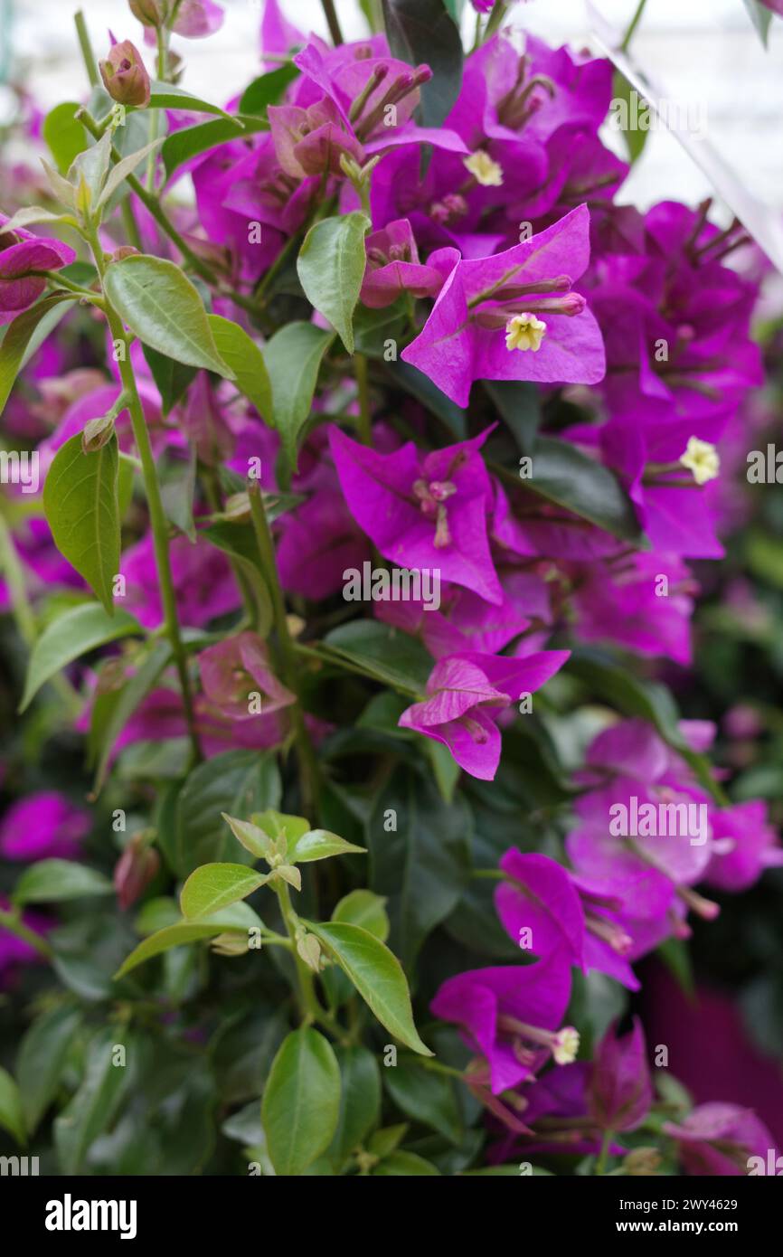 Arbuste bougainvilliers de couleur magenta riche en fleurs. Banque D'Images