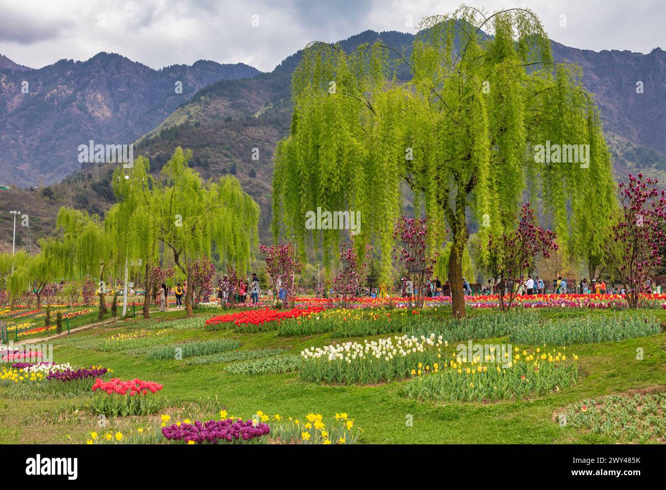 Indira Gandhi Memorial Tulip Garden, Srinagar, Cachemire, Inde Banque D'Images