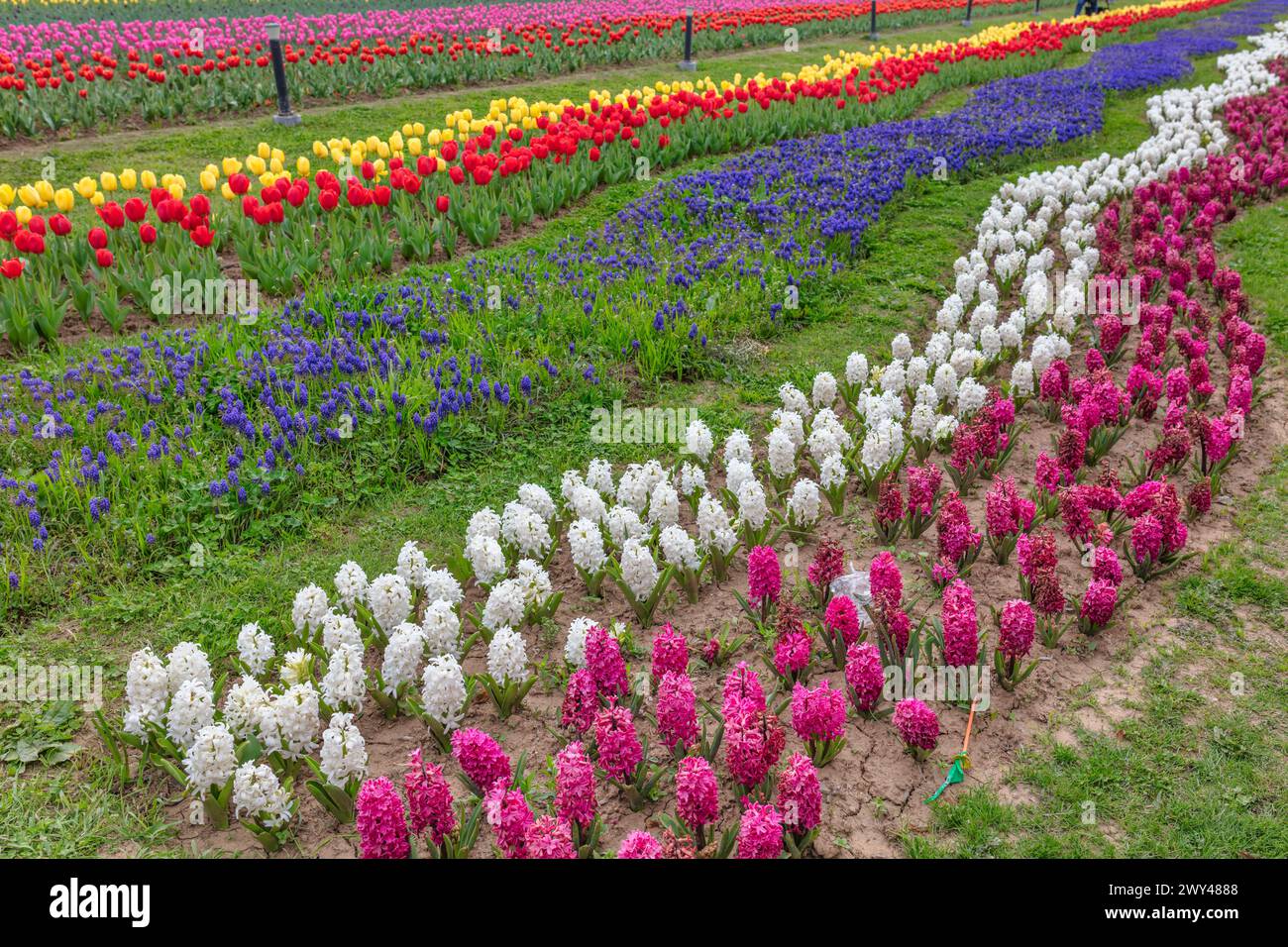 Indira Gandhi Memorial Tulip Garden, Srinagar, Cachemire, Inde Banque D'Images