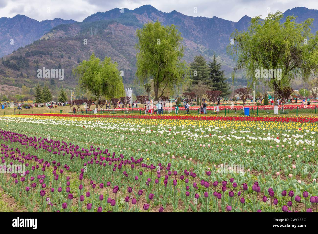 Indira Gandhi Memorial Tulip Garden, Srinagar, Cachemire, Inde Banque D'Images