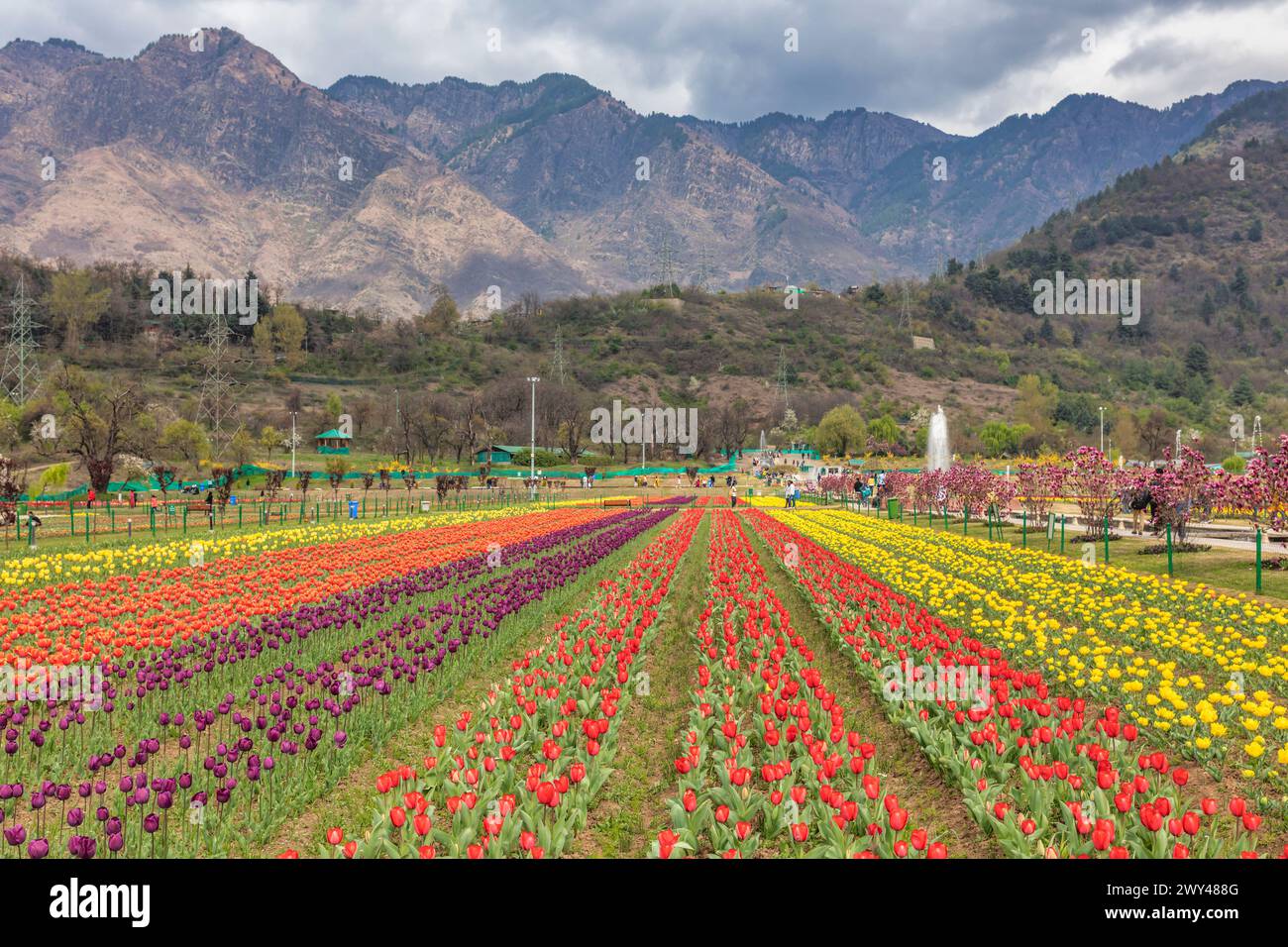 Indira Gandhi Memorial Tulip Garden, Srinagar, Cachemire, Inde Banque D'Images