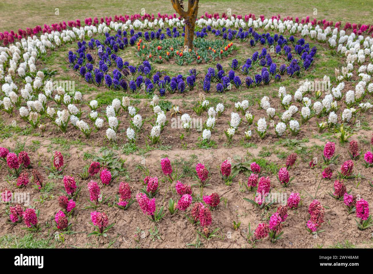 Indira Gandhi Memorial Tulip Garden, Srinagar, Cachemire, Inde Banque D'Images