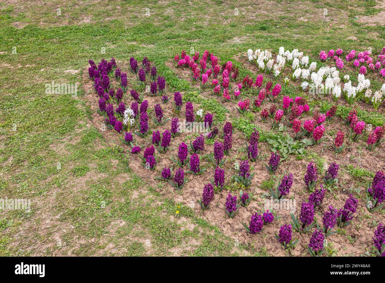 Indira Gandhi Memorial Tulip Garden, Srinagar, Cachemire, Inde Banque D'Images