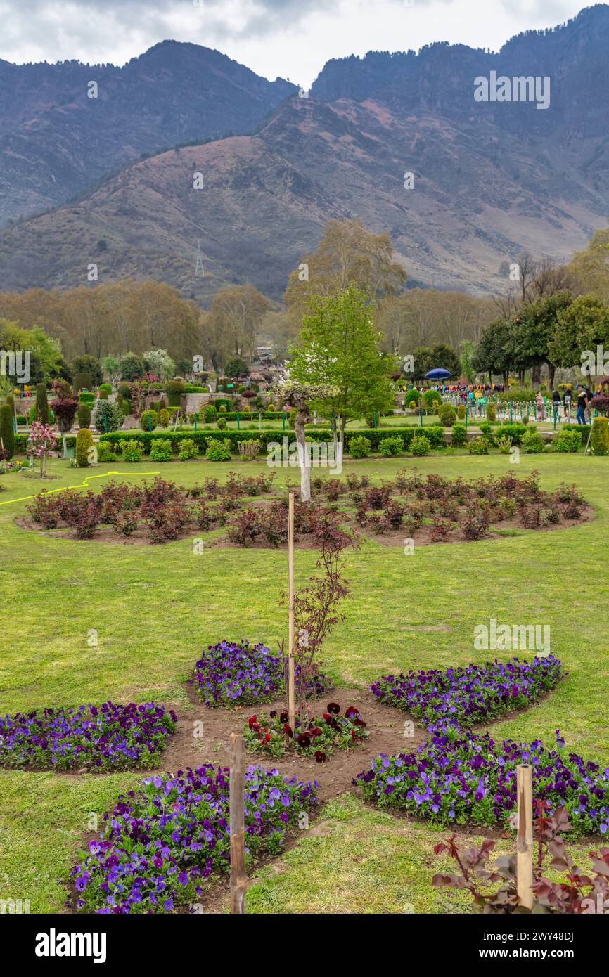 Nishat Bagh, jardin moghol en terrasses, XVIIe siècle, Srinagar, Cachemire, Inde Banque D'Images