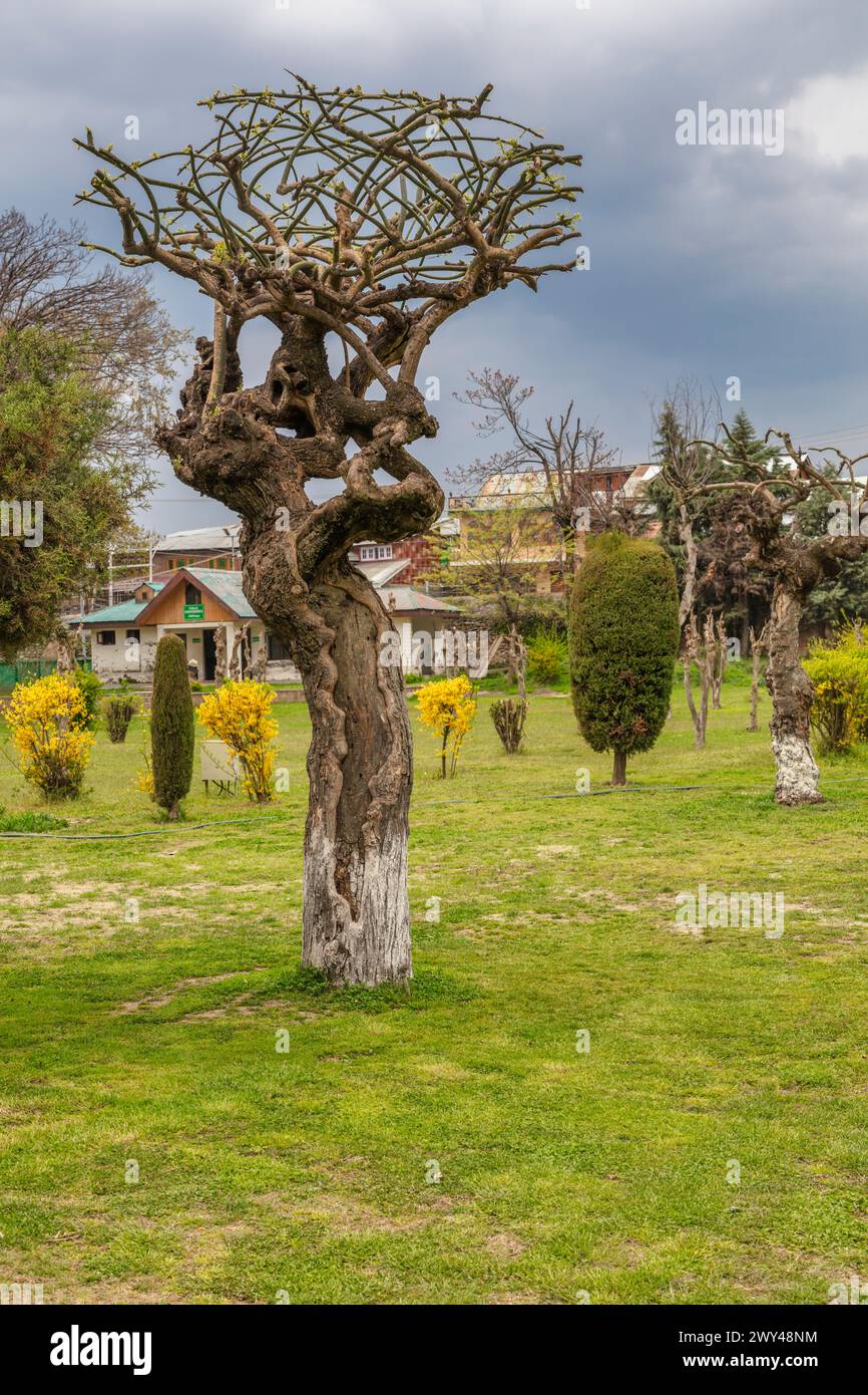 Shalimar Bagh, jardin moghol, XVIIe siècle, Srinagar, Cachemire, Inde Banque D'Images