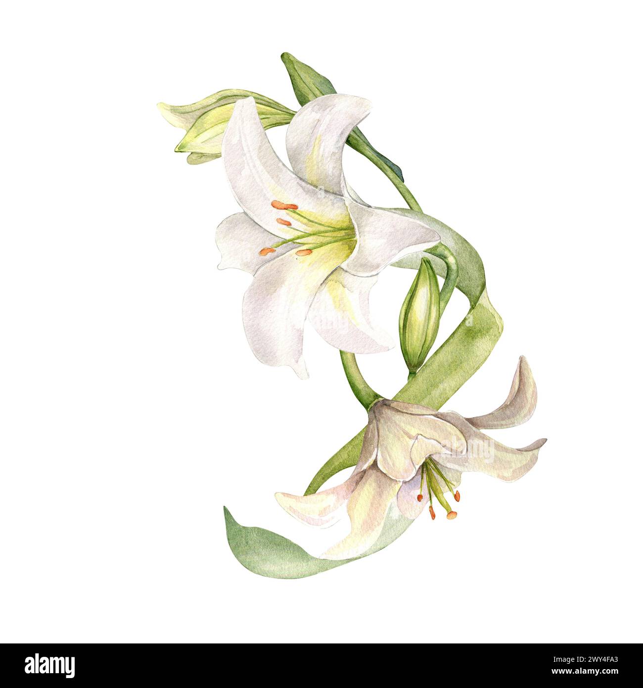 Lys blancs et bourgeons composition d'aquarelle isolée sur blanc. Fleur blanche illustration botanique dessinée à la main. Bouquet de lis et feuilles. Conception pour wedd Banque D'Images