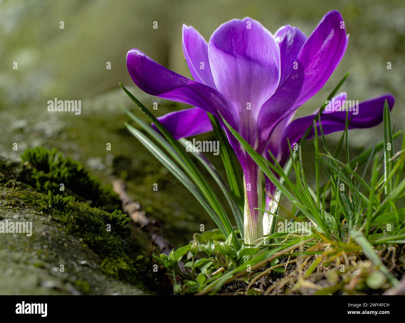 Un crocus photographié avec un objectif macro sur une petite tache de mousse à côté de la racine d'un arbre Banque D'Images