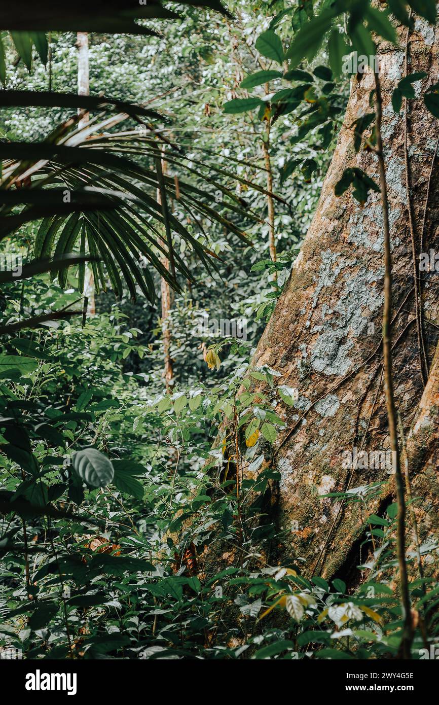 Tronc d'arbre dans la forêt amazonienne Banque D'Images