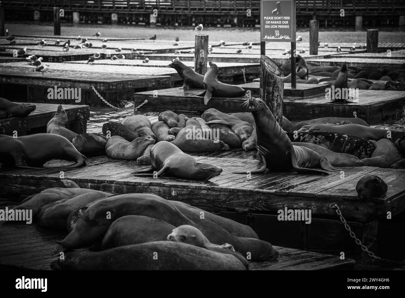 The Sea Lions of Pier 39 in Monochrome - Fisherman's Wharf, San Francisco, Californie Banque D'Images