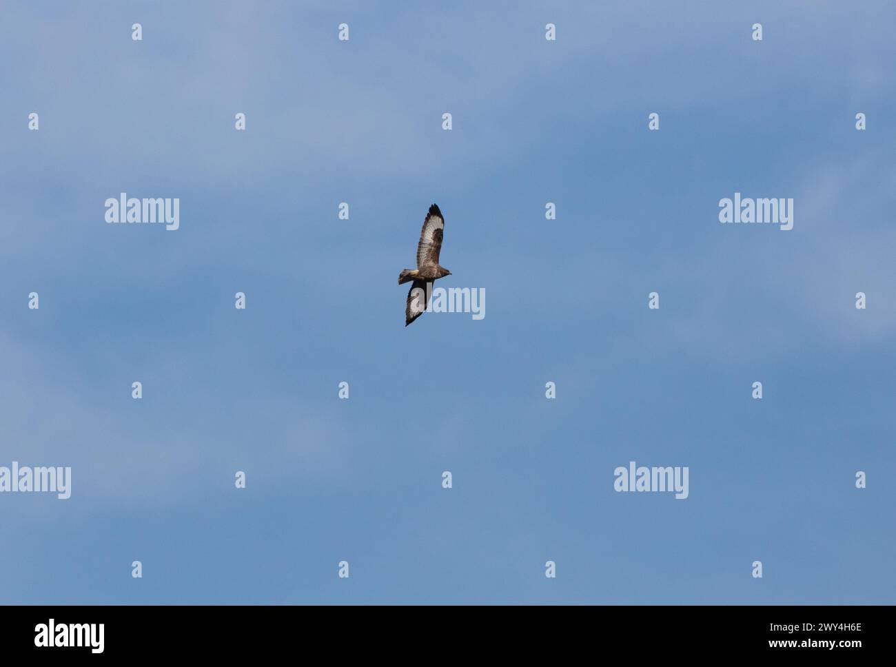 Buzzard commun en vol avec fond de ciel bleu, comté de Durham, Angleterre, Royaume-Uni. Banque D'Images