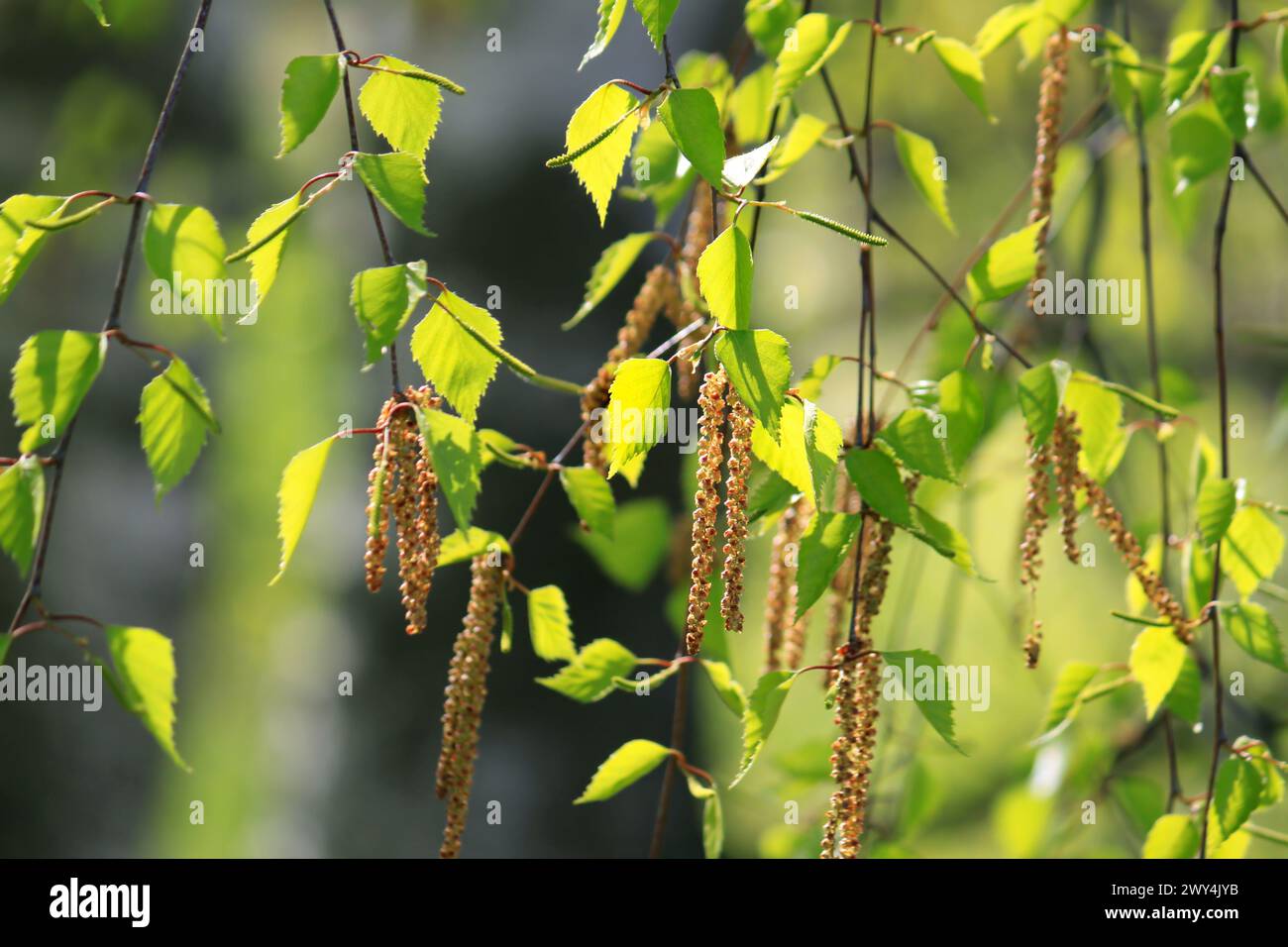 Branche d'un bouleau au printemps dans la région de la lumière du soleil Banque D'Images