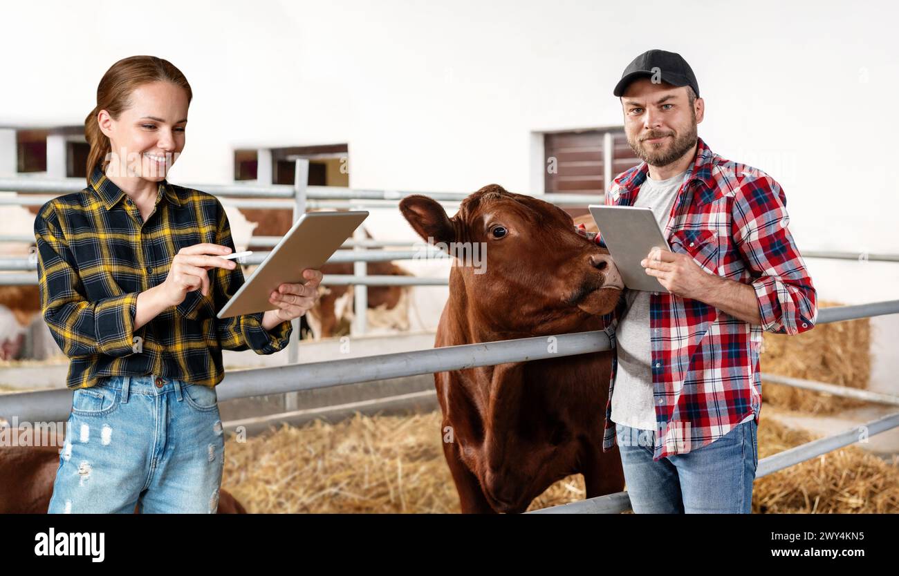 Un couple d'agriculteurs travaillant dans une ferme d'élevage vérifient la santé des animaux à l'aide d'une tablette numérique et d'une technologie intelligente sans fil. Banque D'Images