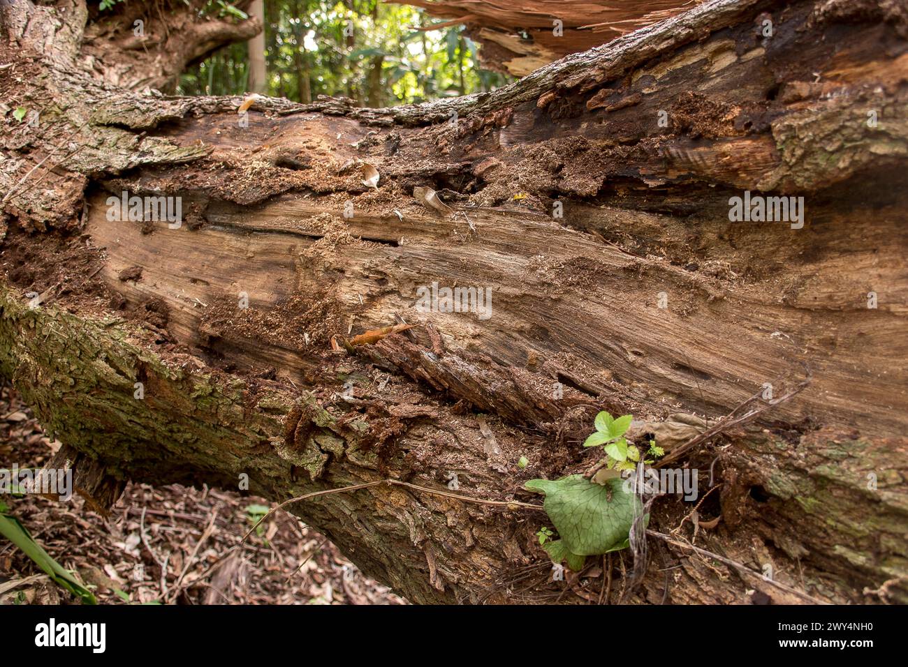 Énorme tronc d'arbre déraciné dans la tempête monstrueuse om 25 décembre 2023. L'écorce s'écaille sous la pluie. Chemin bloqué. Forêt tropicale, Queensland, Australie. Banque D'Images