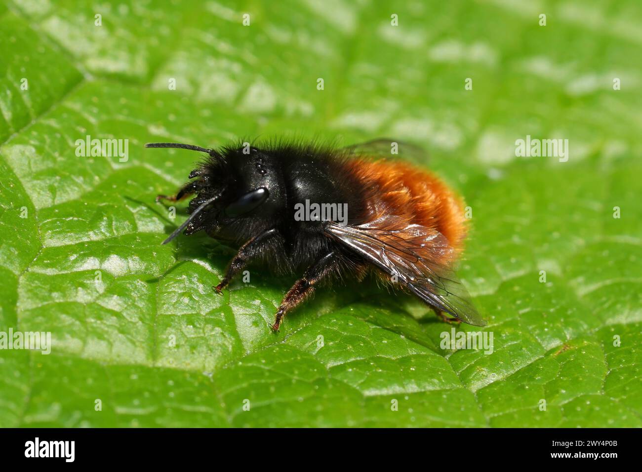 Gros plan naturel sur une abeille mason de verger européenne femelle, Osmia cornuta, assise sur une feuille verte dans le jardin Banque D'Images
