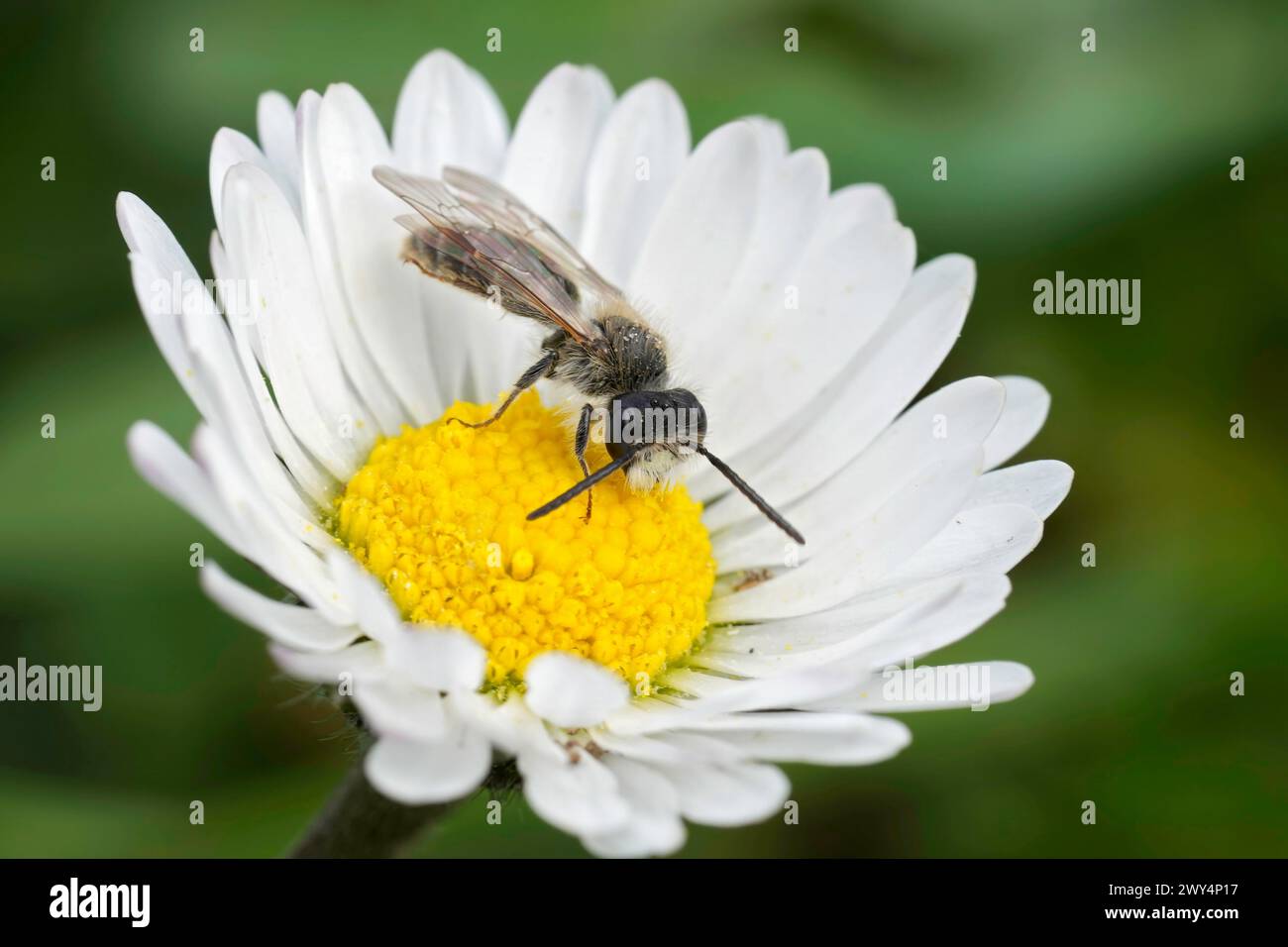 Gros plan détaillé sur une femme mineuse à ventre rouge, Andrena ventralis sur une fleur de marguerite commune Banque D'Images