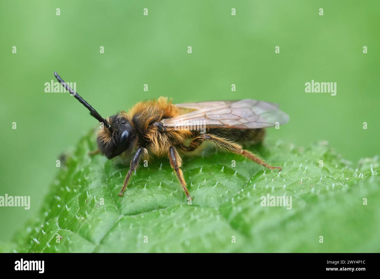 Gros plan détaillé sur une abeille minière mâle de chocolat, Andrena scotica assise dans une végétation verte Banque D'Images