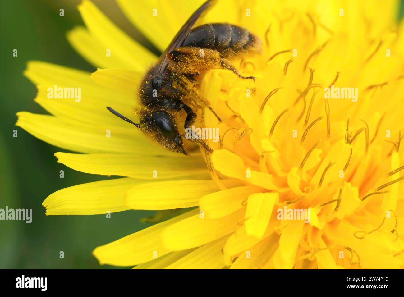 Gros plan naturel sur une abeille minière Catsear femelle, Andrena humilis dans une fleur de pissenlit jaune Banque D'Images