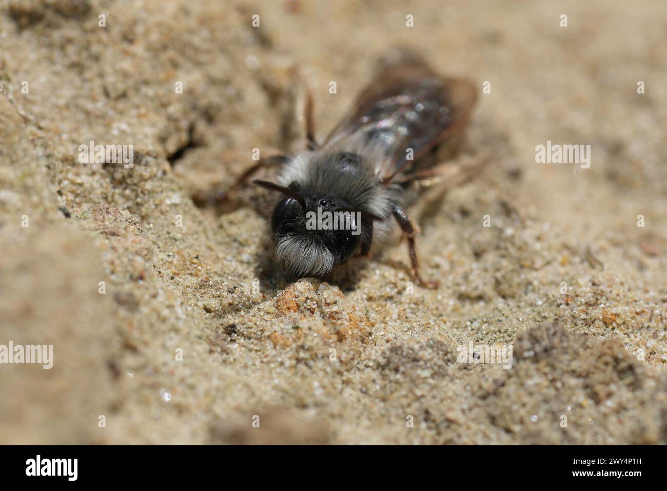 Gros plan naturel sur une abeille minière mâle à dos gris, Andrena vaga pas de sol sablonneux Banque D'Images